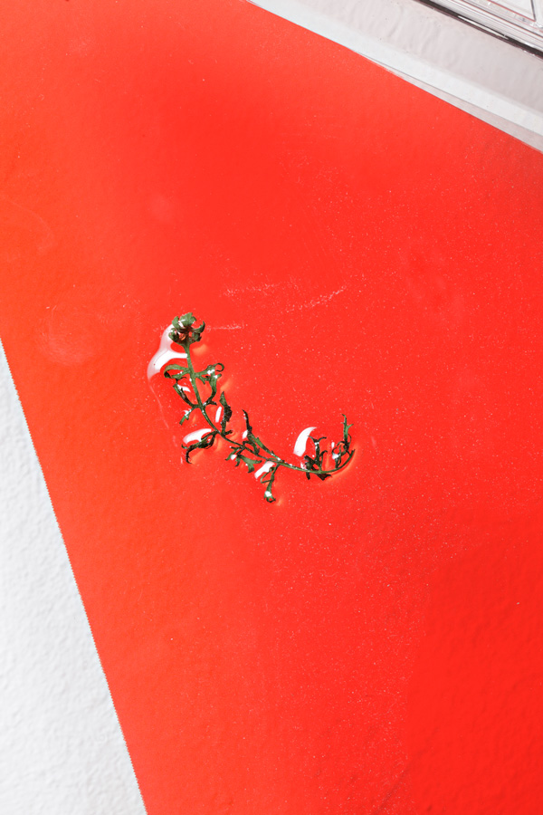 Growth Potentials (Mars), 2014 detail digital prints on film, urethane rubber, insects