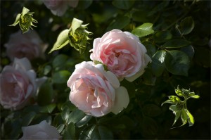 The Body Electric : Graves New World