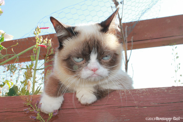 Grumpy-cat-small