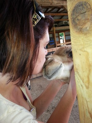 kissing llama
