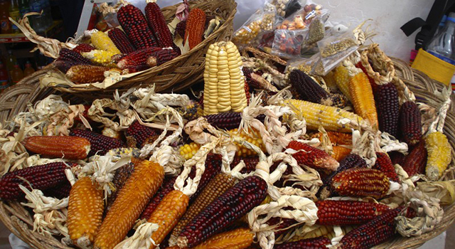 DIS Magazine: Come Maiz Monsanto