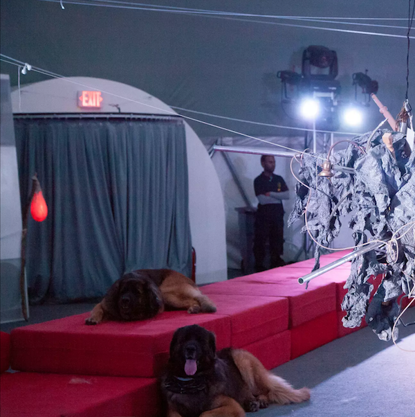 Dog Plays | Hayley Silverman