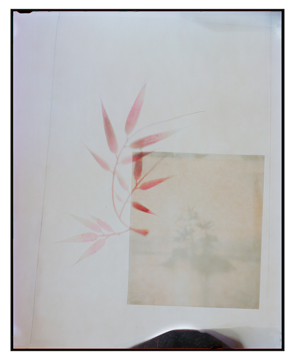 Ketuta Alexi-Meskhishvili Isa flower, 2013 Archival pigment print 61 x 50 cm